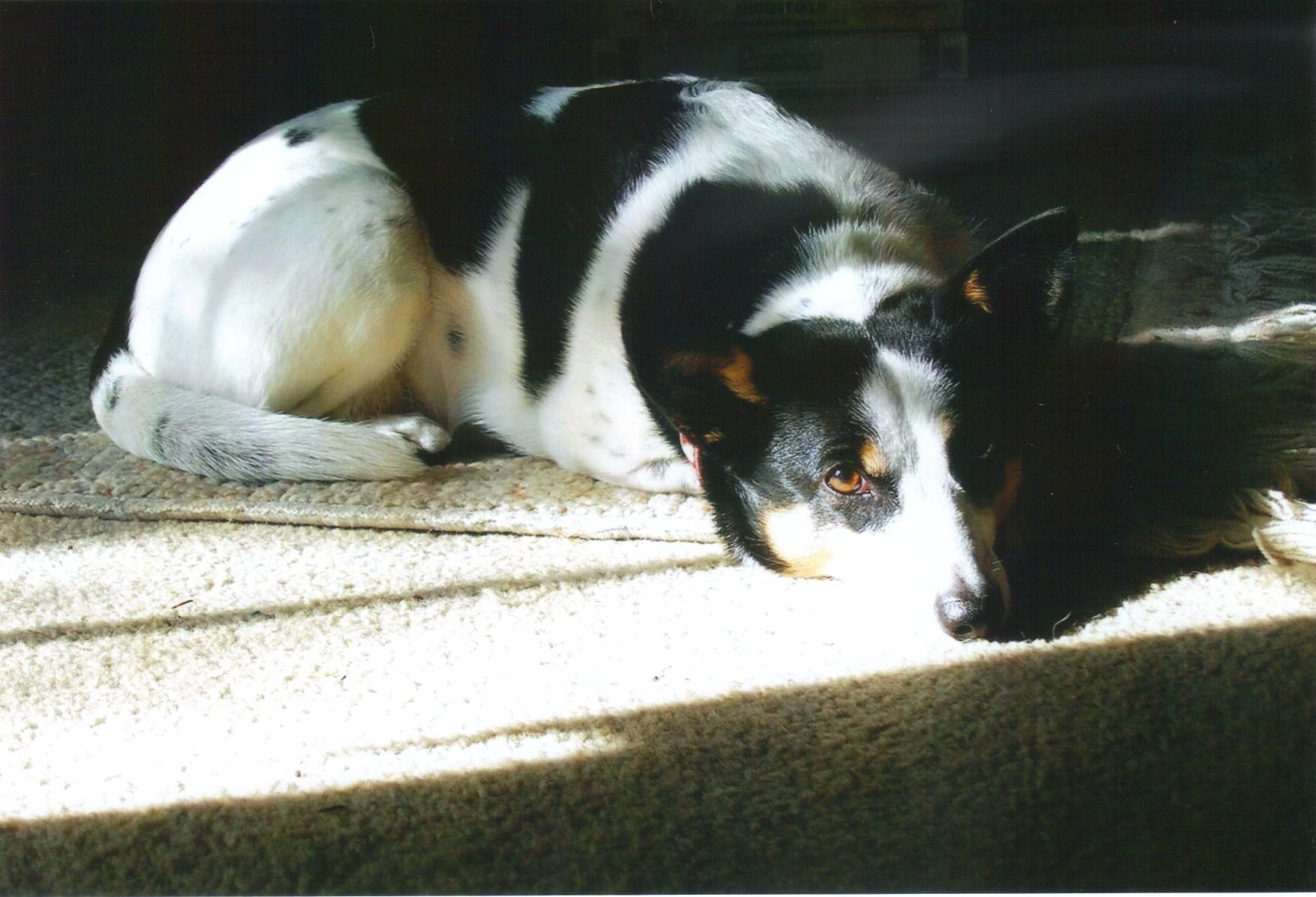 Bailey's Sunbeam - 5-22-08