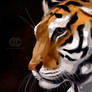 Tiger tiger burning bright...
