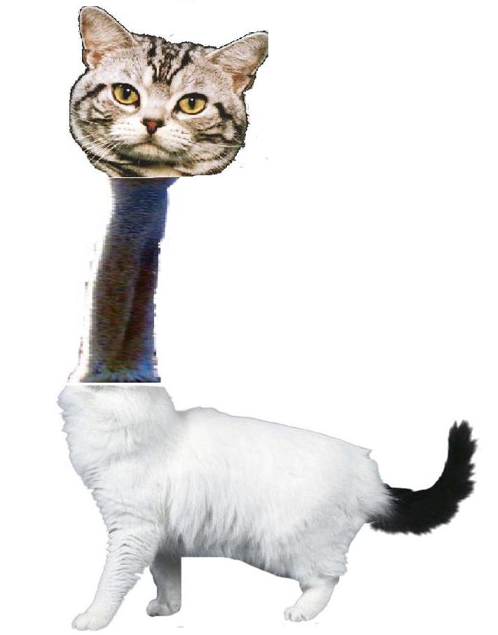 The Cat Ostriche