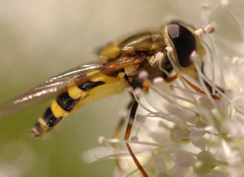 fly and flower