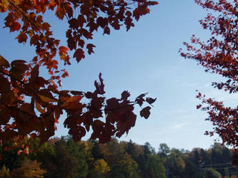 Red Leaves