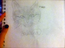 A Sketch Of My Kitty