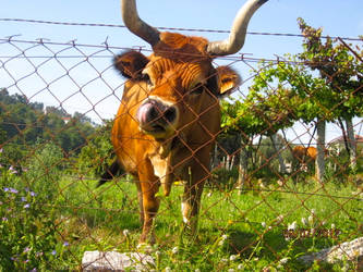 Cows From North of Portugal