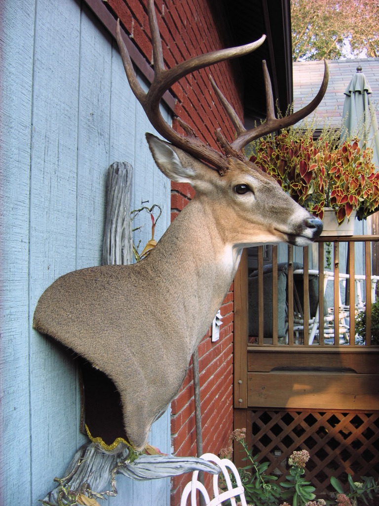 Wall Pedestal Buck