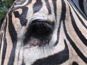 zebra eye