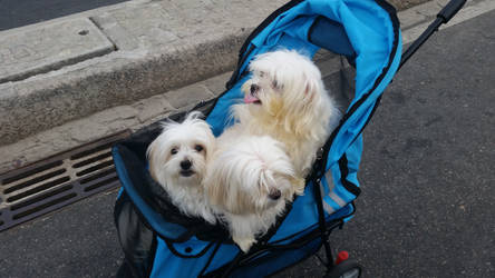 Dogs in a baby carriage