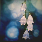 Lilly Bells for Lilliana Belle by daveinaz
