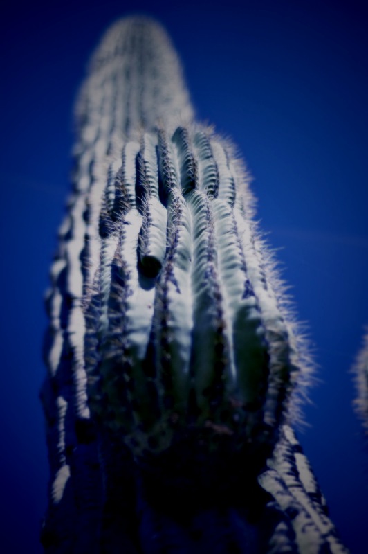 Superstition Cactus 01