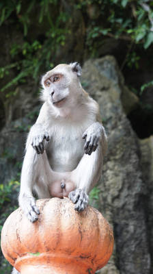 Monkey at Batu Cave, Malaysia