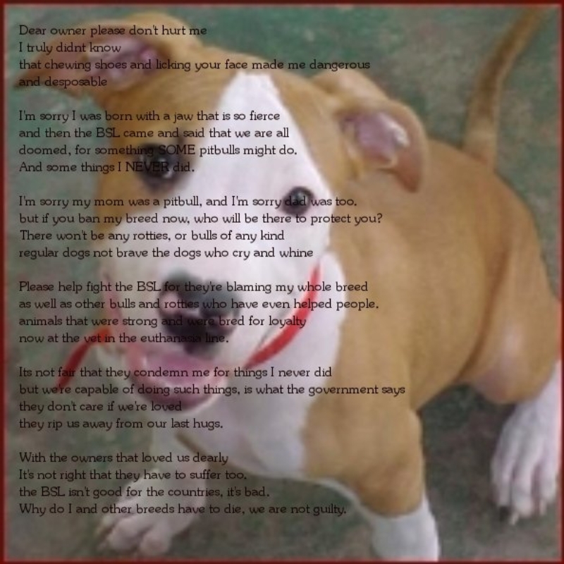 Sorry I'm A Pitbull pic+poem