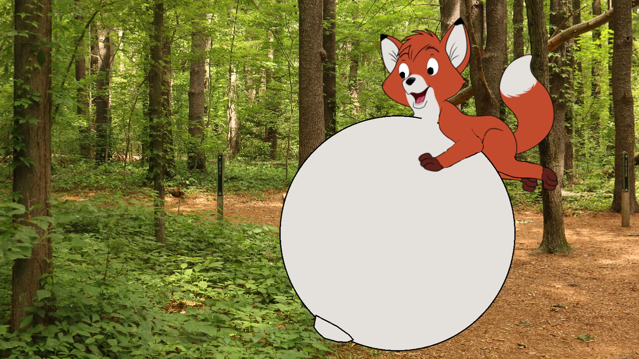 Fox Inflation Tod the fox belly inflation by xXTodFox2006Xx on DeviantArt