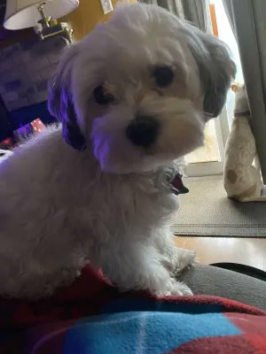 my dog Hope