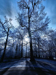 Tall Trees Long Shadows