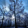 Tall Trees Long Shadows