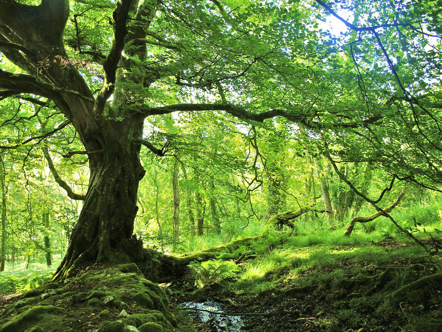 THE LORD OF THE FOREST