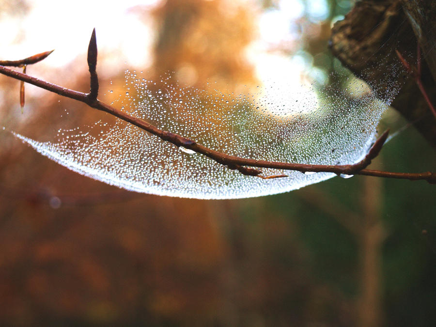 DROPS AND GEMS AND BEECH BUDS