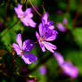 RAGGED ROBINS