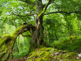 I WEAR MY HEART ON MY SLEEVE