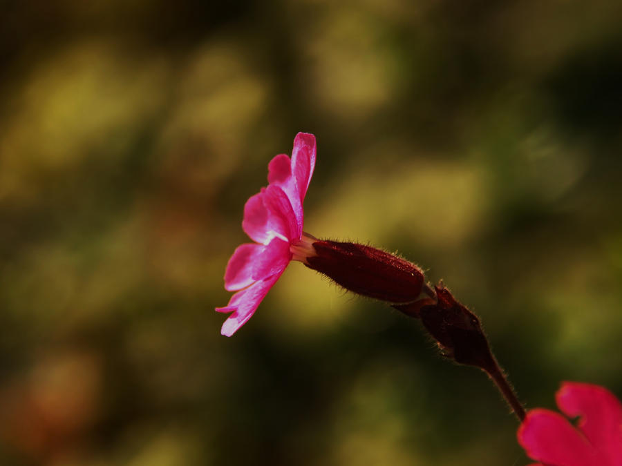 PINK BLADDER CAMPION 2