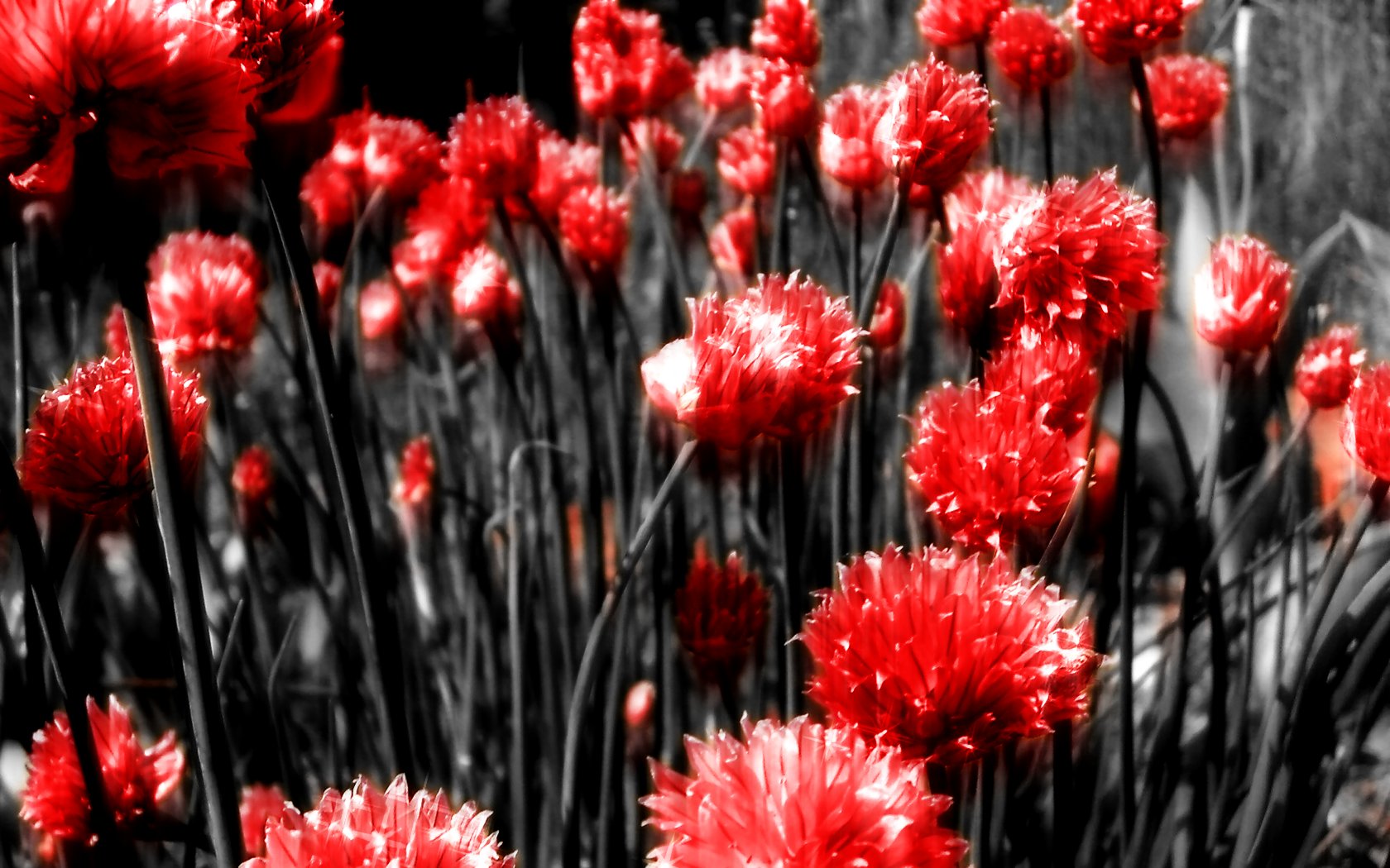 Wallpaper: Ruby by c55inator on DeviantArt