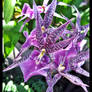 Purple Tiger Orchid