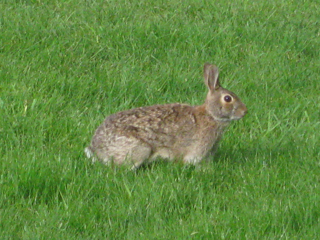 Rabbit by CassieBugg on DeviantArt