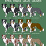 Border Collie Colours