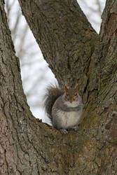 Squirrel 'N' Tree