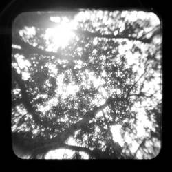 TTV-Branches