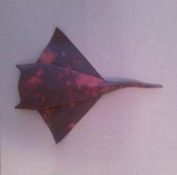 Manta Ray