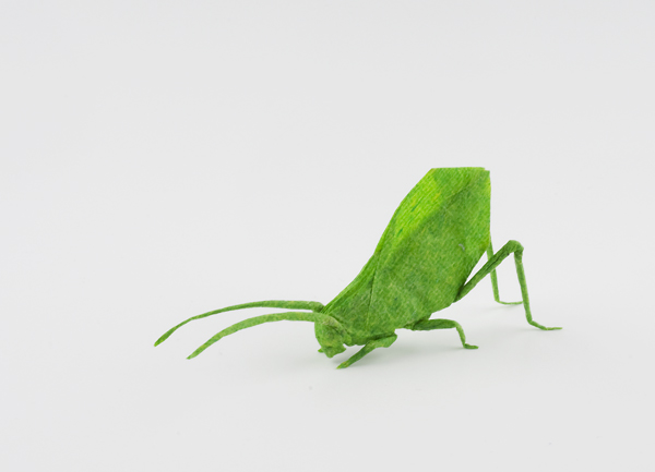 Leaf Katydid Reshaped