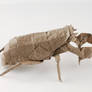 Cicada Nymph Opus 588