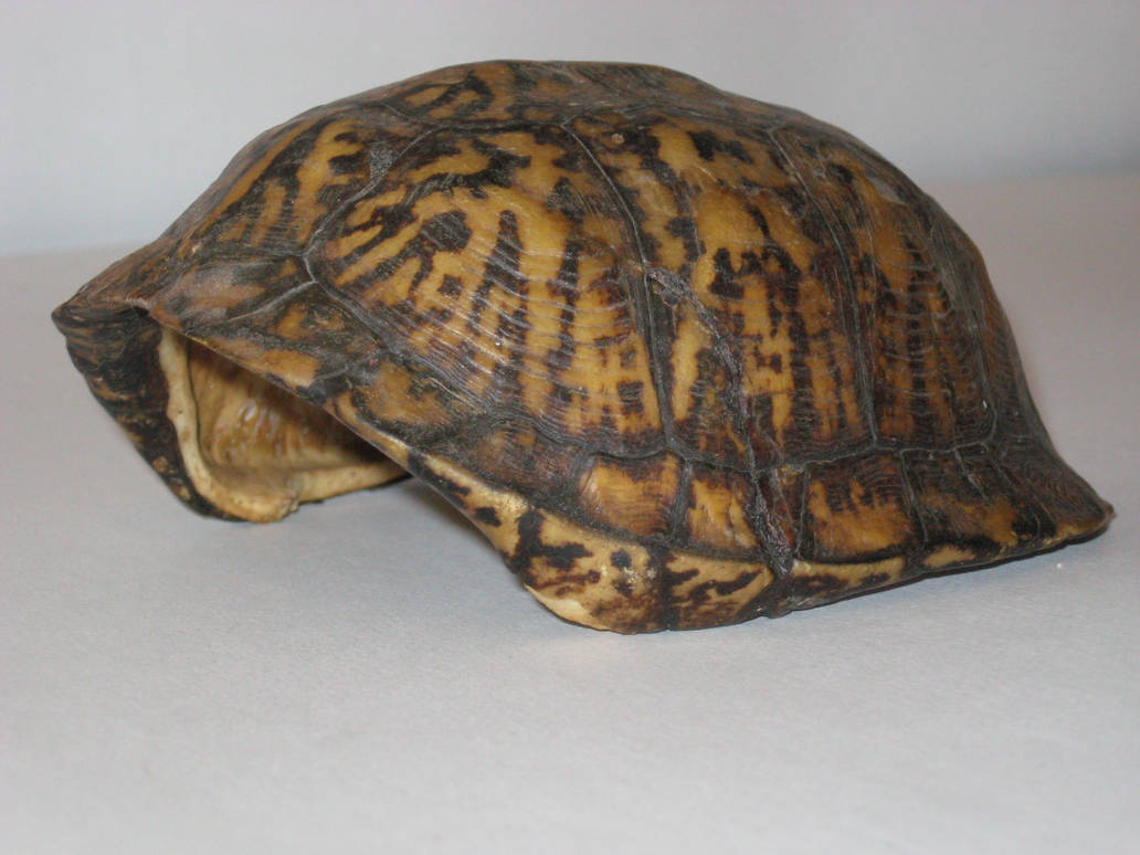 Tortoise Shell 1 By Markopolio Stock On DeviantArt