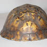 Tortoise Shell 2