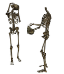 Skeleton - Head Trade 2 - PNG