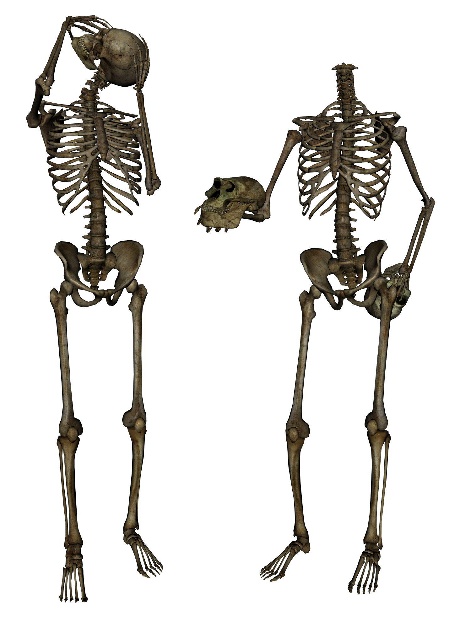 Skeleton - Head Trade 3- PNG
