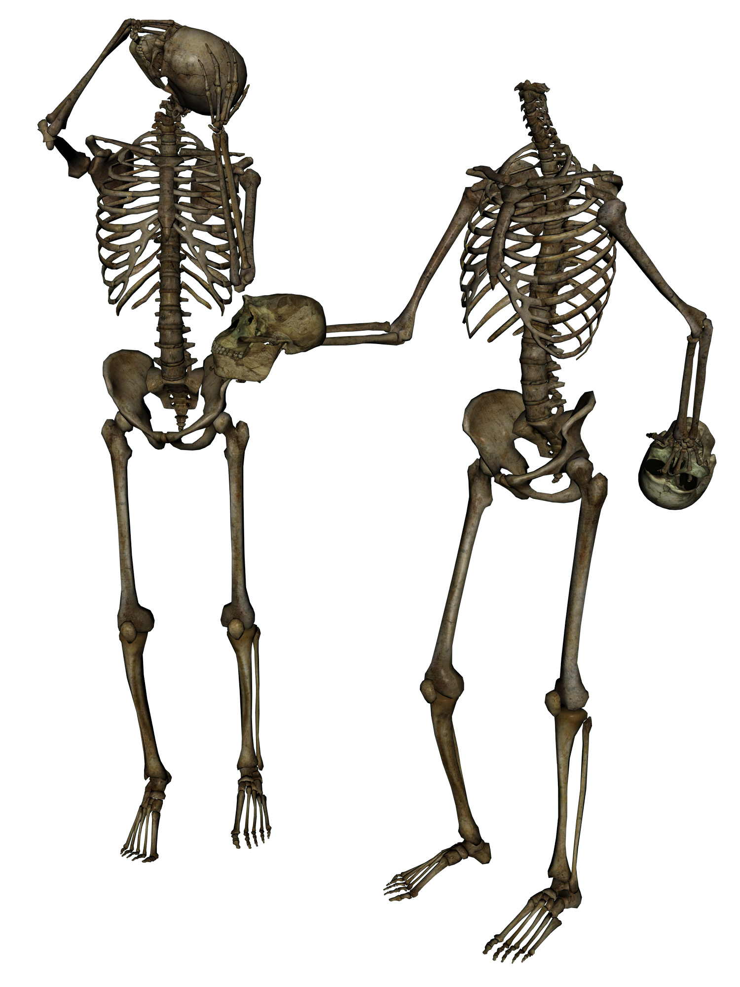 Skeleton - Head Trade 4- PNG