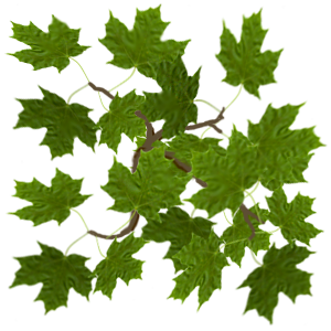 Texture - Vue Maple Leaf