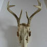 Deer Skull 1