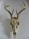 Deer Skull 1