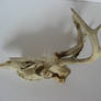 Deer Skull 2