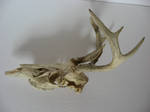 Deer Skull 2
