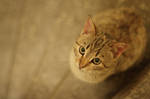 me lil' cat 1 by buhu