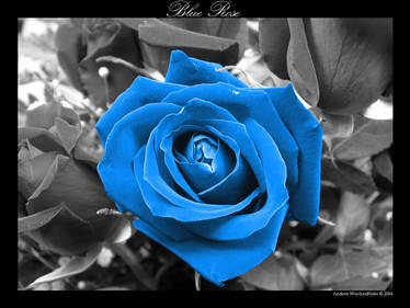 Blue Rose