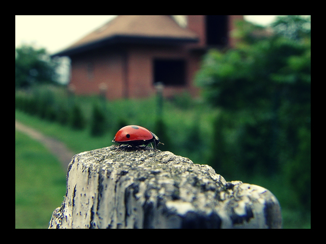 Ladybird.