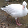 Snow Goose