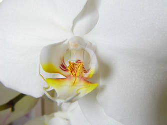 Orchid Macro