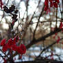 frosty red ''fruits''