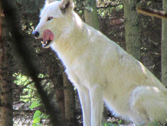 Lickin' his chops