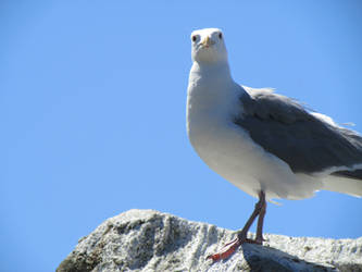 Regal Seagull